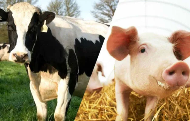 Cefquinome Sulfate For Cattle and Swine Cefquinome Sulfate For Cattle and Swine